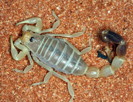 Small pincer and a thick tail indicate that this scorpion is highly venomous.