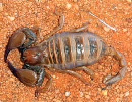 A medium sixzed tail and medium sized pincers indicate that this scorpion is mildly venomous.