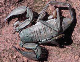 Large pincers and a thick tail indicate taht these scorpions are only weakly venomous.