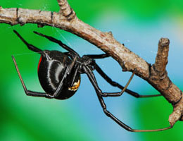There are 2 groups of Button Spiders in Southern Africa. The black Button Spider and the Brown Button Spider groups.