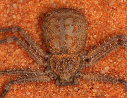 Research On Rabbits Indicate That These Spiders Are Highly Venomous Research On Rabbits Indicate That These Spiders Are Highly Venomous