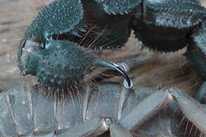 All scorpion shave neurotoxic venom that either excites or surpresses the nervous system.
