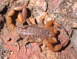 Pseudolychas ochraceus
