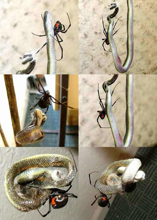 Spider Eats Snake